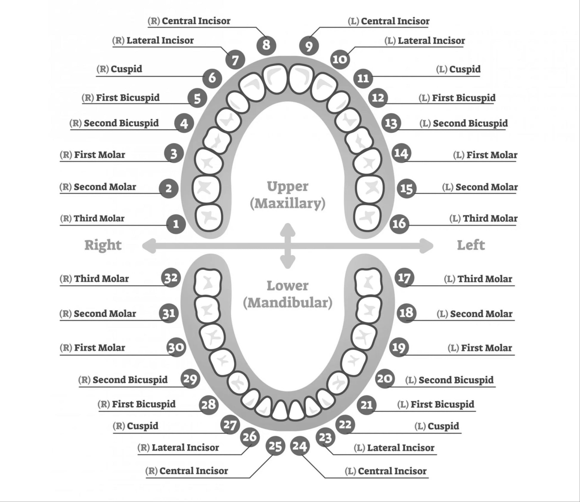 SOLID GOLD OPEN FACE GRILLZ – The Grill Masters ATL